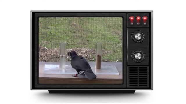 10 Smartest Animals in The World | Animal World смотреть онлайн