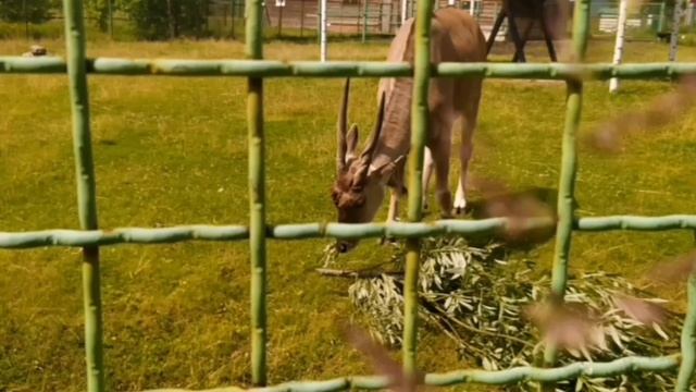 Город Ярославль прекрасное видео от Андрея нашего смотреть онлайн