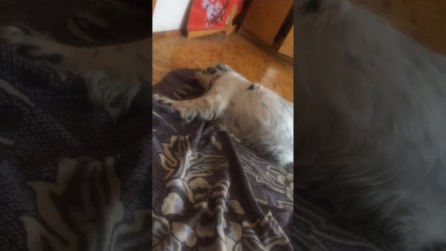 У Лакки чешется ушки! смотреть онлайн
