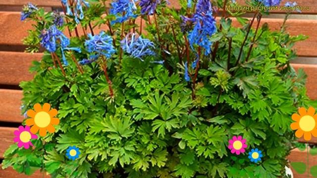 Хохлатка Блю Лине. Краткий обзор, описание характеристик corydalis blue line Blue Line смотреть онлайн