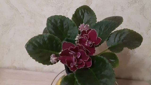 Великолепная АВ-Болеро смотреть онлайн