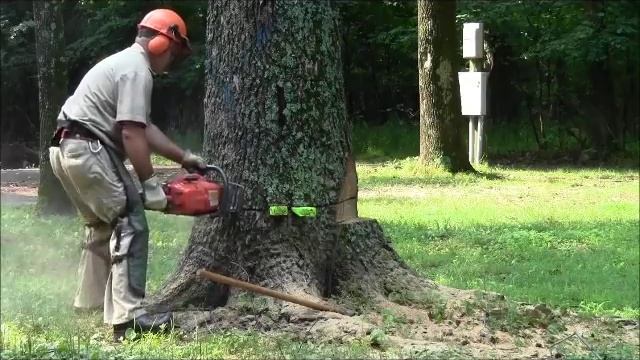 Wedging A Back Weighted Tree смотреть онлайн