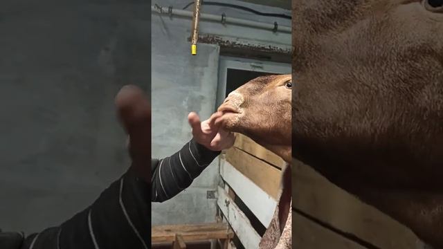 Музыкальный козёл)) Игра на варгане. смотреть онлайн