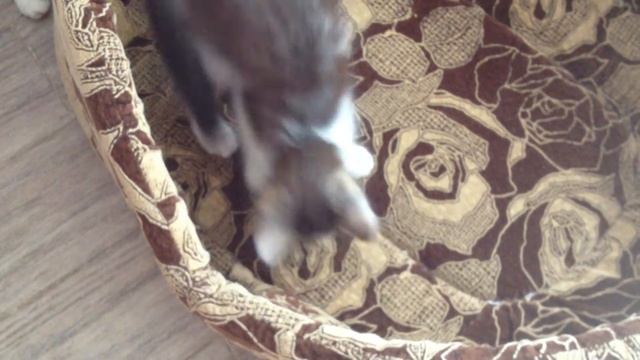 Котята - крысоловы смотреть онлайн