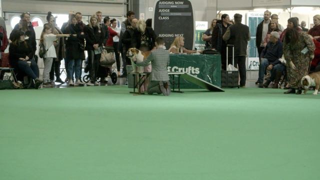 Crufts 2023 - Bulldog - Yearling class смотреть онлайн