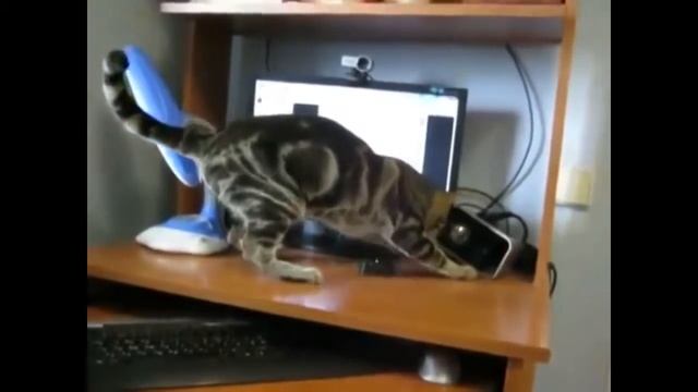 кот и колонка смотреть онлайн