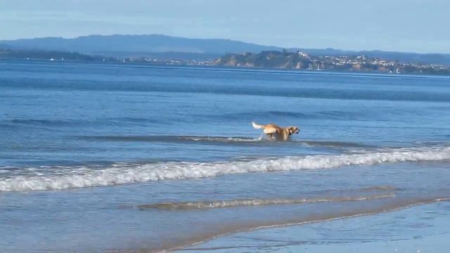 Как выгуливать собаку на пляже 2 смотреть онлайн