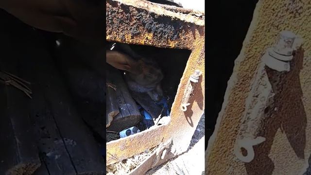 Кролик спит в печьке, хочет на шашлык смотреть онлайн