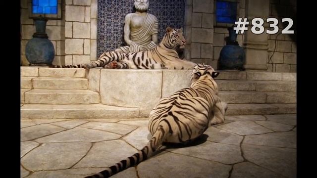 #832. Тигры (В мире животных) смотреть онлайн