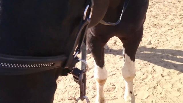 Конь на тумбе, трапеции и тренировке в целом) смотреть онлайн