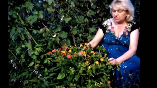 МИРАБИЛИС ИЛИ НОЧНАЯ КРАСАВИЦА  -  ВЫРАЩИВАНИЕ, УХОД, РАЗМНОЖЕНИЕ