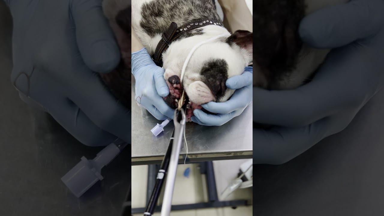 Бульдог поужинал шторой #инородка #бульдог #ветеринария #операция #помощь смотреть онлайн