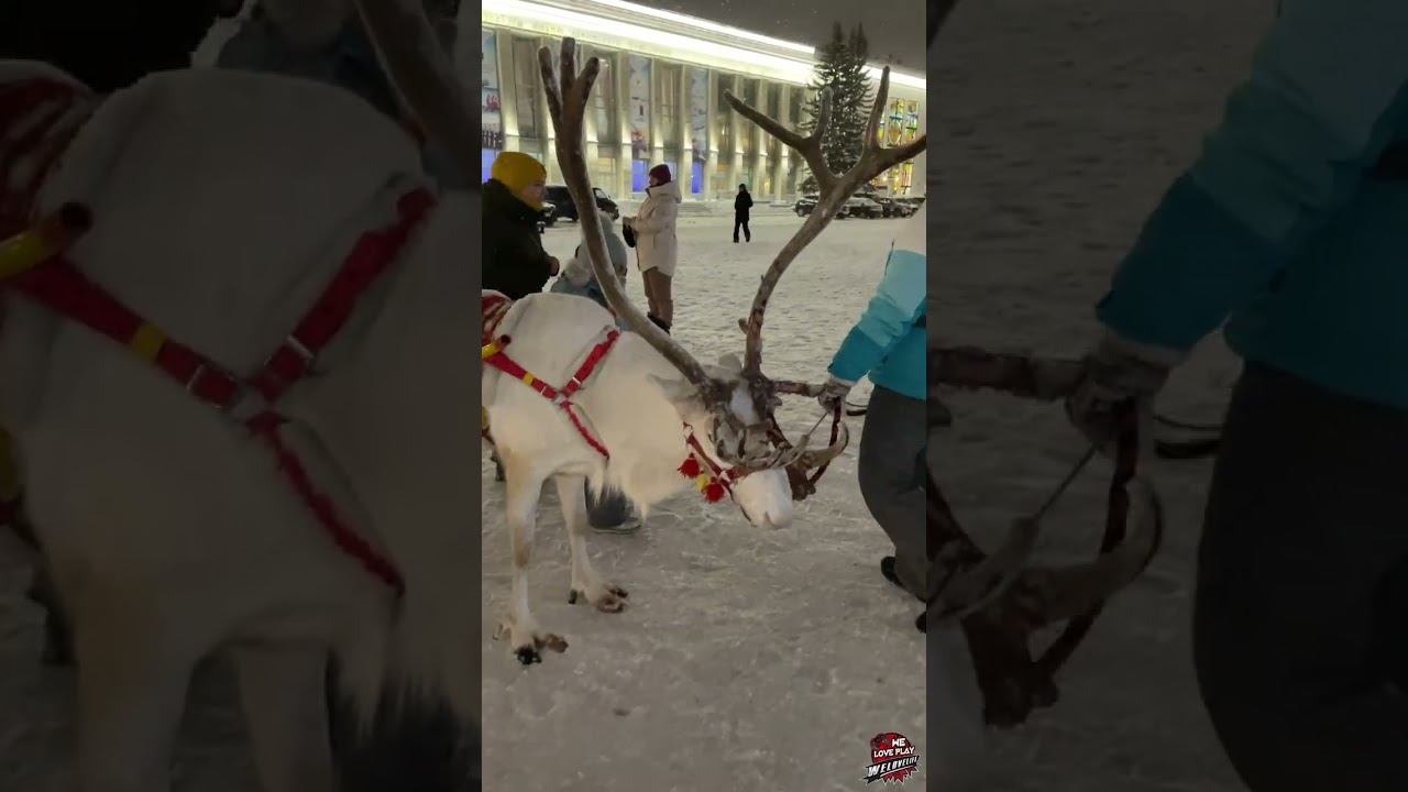 Вот так большерогий северный олень развлекает людей на площади. Архангельская область #shorts смотреть онлайн
