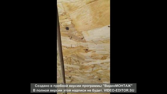 Заселяем новый птичник