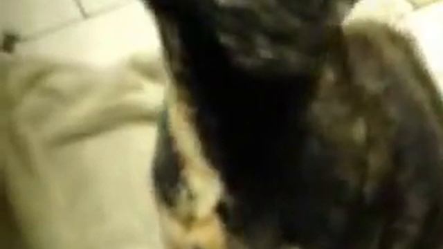 Вот как надо гладить кота.flv смотреть онлайн