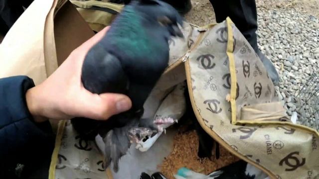 ОЛТИНКУЛ ОҚ ТЕПА КАБУТАР БОЗОР кабутар бозор Oltinko'l Oq tepa kabutar bozor смотреть онлайн