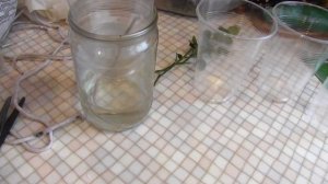 Как укоренить РОЗУ с букета или горшка/Простой и очень эффективный способ