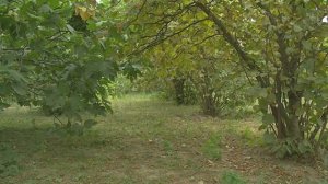 ЧуьнуьхгумбатI. Седакъет Керимовадин "Квахьай йикъарган" фильмдай чIук.