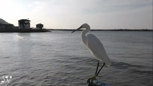 Bat Galim / Близкое знакомство с цаплей смотреть онлайн