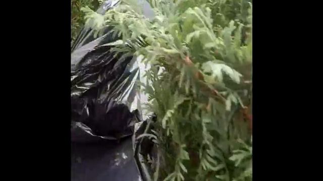 Туя западная Columna 20-25см - 200шт смотреть онлайн