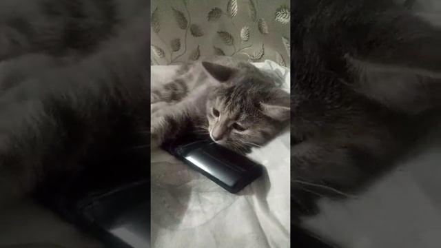 Зачем мне солнце монако! 😃 смотреть онлайн