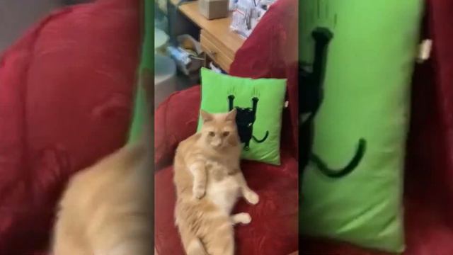 Cats`and`Dogs 😁 - ЛУЧШИЕ ВИДЕО СО СМЕШНЫМИ ЖИВОТНЫМИ 2023 🥰| THE BEST FUNNY ANIMAL VIDEOS 2023 смотреть онлайн