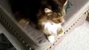 Колыбельная для Мейн-Куна