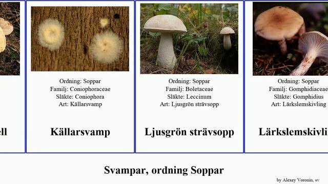 Svampar, ordning Soppar rottryffel boletus fungus betula rubra mirabilis spectabilis pictus Falsk смотреть онлайн