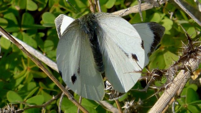 Groot Koolwitje - Pieris brassicae смотреть онлайн