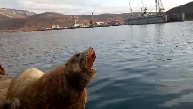 Морской лев сивуч смотреть онлайн