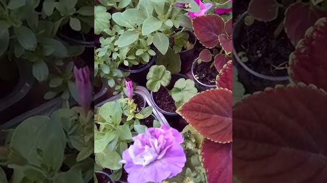 Рассада цветов смотреть онлайн