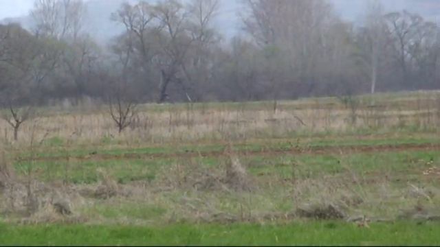 550. Serbia. (56) 12 ч. 02 мин. курцхаар смотреть онлайн