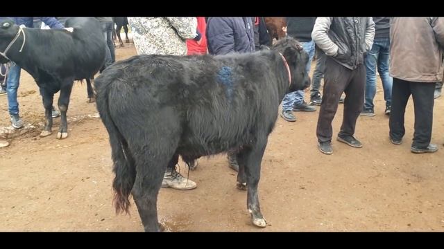 Kosonsoy Tumani Tergachi Bozori 22-oktyabr.