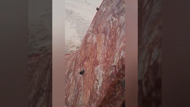 Рыбалка на реке Пур смотреть онлайн