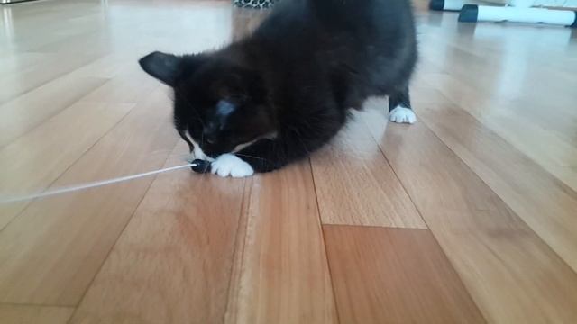 КОТЕНКА ВЫКИНУЛИ К НАМ В ПОДЪЕЗД. НАШЛИ МОТЕ ДОМ! Пермский влог 27. смотреть онлайн