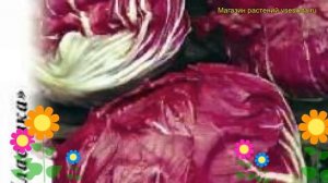 Салат цикорный Пала росса. Краткий обзор, описание характеристик, где купить семена