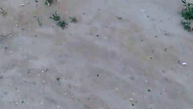 Актау ,деревья выжили !!! смотреть онлайн