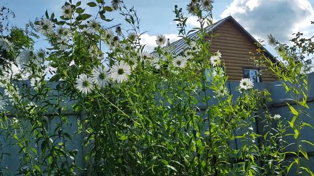 Леукантемелла (Leucanthemella Serotina).
