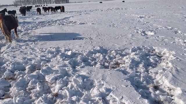 А на поле снег лежит, лошадь ходит, не бежит! А за полем есть весна. Но пока что не видна. смотреть онлайн