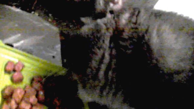 Серый кот обжорка смотреть онлайн