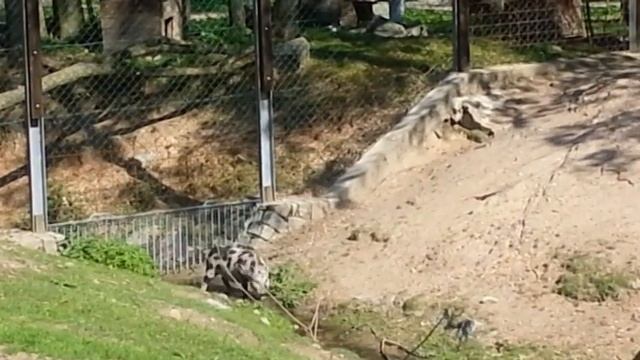 Кемпинг АМЕРИКА около Франтишковых лазни. смотреть онлайн