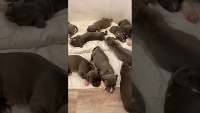 ?МАЛЫШИ? #амстафф #американскийстаффордширскийтерьер #продажащенков смотреть онлайн