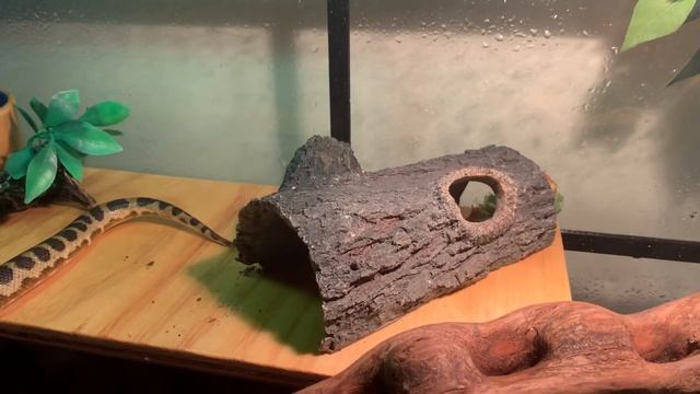 SPOTTED/CHILDREN’S PYTHON SETUP!! смотреть онлайн