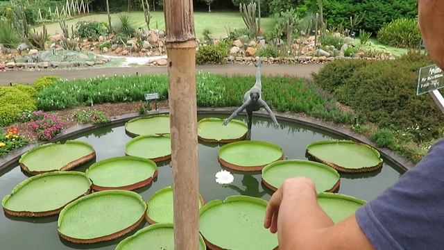 CULTIVO DA VITORIA REGIA NO JARDIM BOTÂNICO PLANTARUM