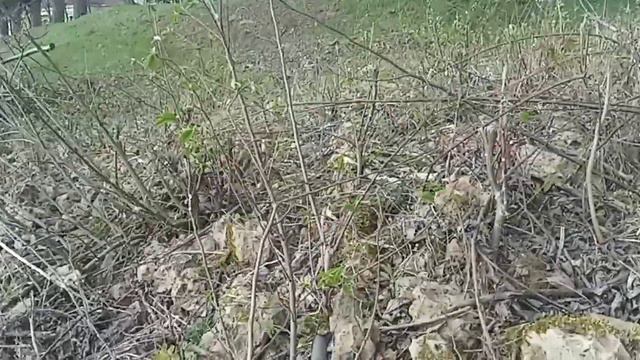 уж замуж невтерпёж или брачный период ужей смотреть онлайн