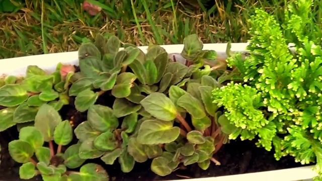 ??? Как пересадить фиалку - показываю, как я это делаю смотреть онлайн