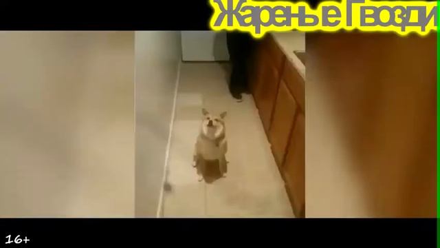 Лучшие приколы.17.03.2017. Смешно до слез. (Жареные Гвозди №6) смотреть онлайн