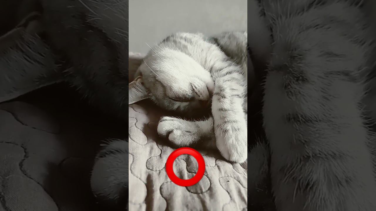 Няшный котик ❤️ #shorts смотреть онлайн