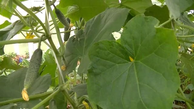 Формирование огурца в один стебель. Приспускание стебля по шпагату вниз. Укладываем стебель в кольц смотреть онлайн