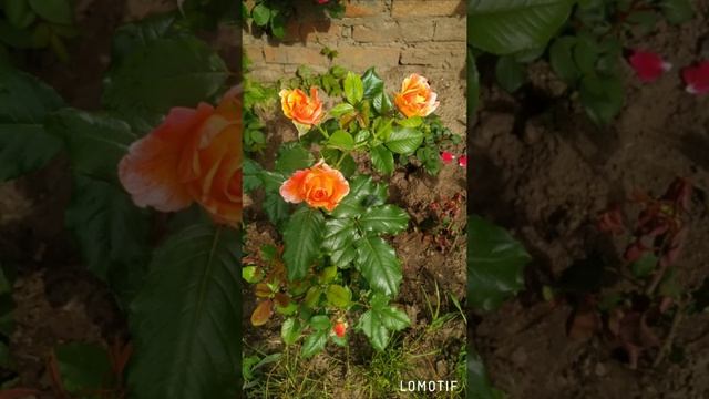 отзыв Агромаркет, любитель. роза спрей мелкоцветковая "Барбадос" смотреть онлайн